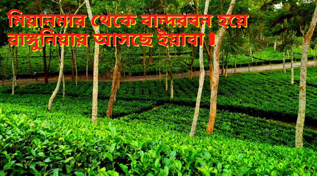 Feature Image