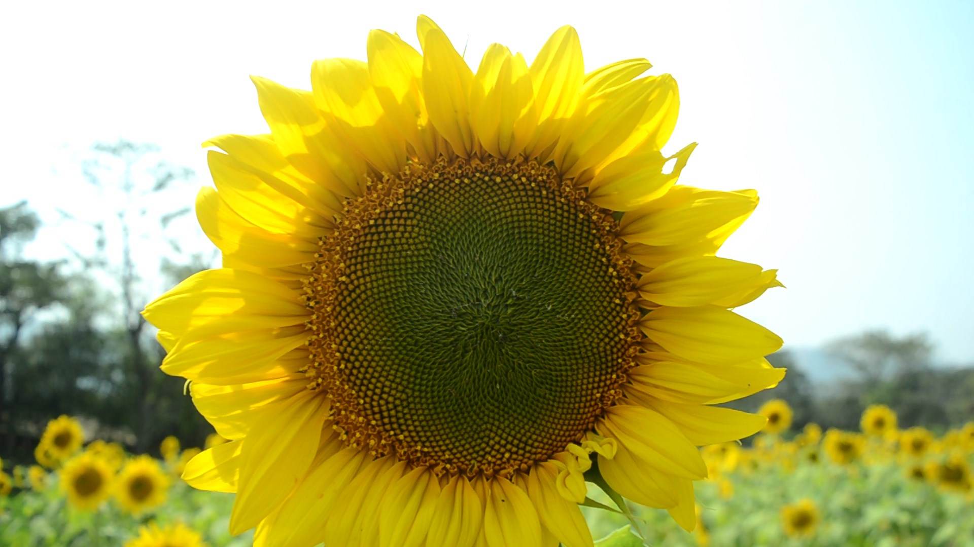 Feature Image